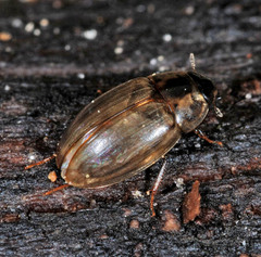 Enochrus quadripunctatus