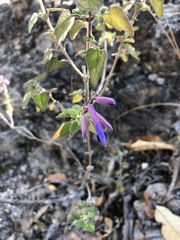 Salvia semiatrata