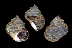 Littorina brevicula