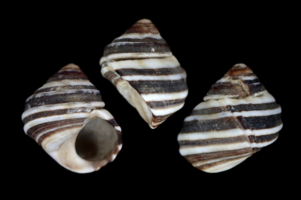 Littorina brevicula