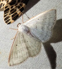 Leuciris
