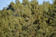 Passer domesticus balearoibericus