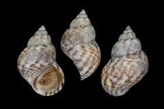 Littoraria intermedia