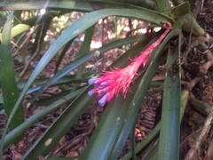 Aechmea dealbata