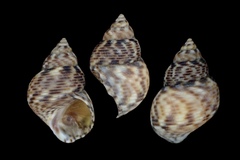 Littoraria intermedia