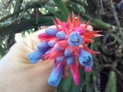 Aechmea dealbata