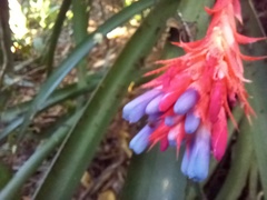 Aechmea dealbata