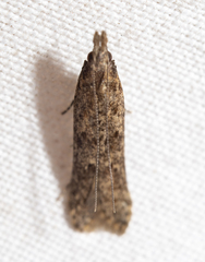 Dichomeris ligulella