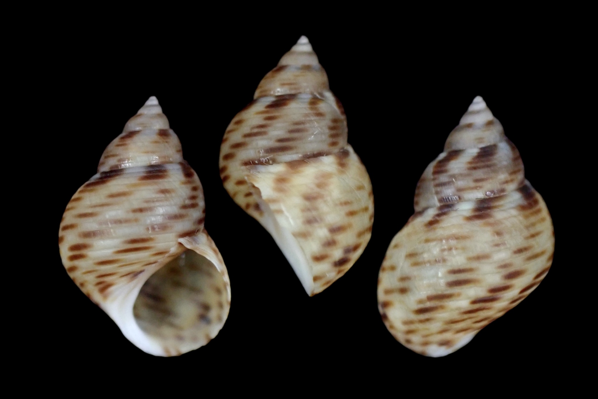 Littoraria articulata (Philippi, 1846)