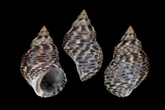 Littoraria scabra