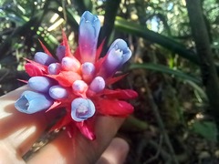Aechmea dealbata