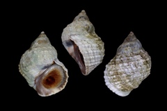 Echinolittorina radiata