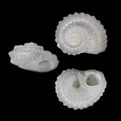 Pseudoliotia pulchella