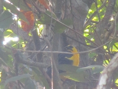 Gymnomystax mexicanus