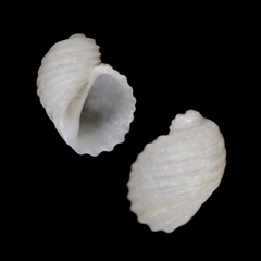 Macromphalus tornatilis