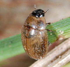 Enochrus melanocephalus