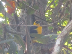 Gymnomystax mexicanus