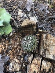Mammillaria karwinskiana