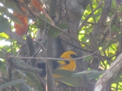 Gymnomystax mexicanus