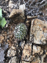 Mammillaria karwinskiana
