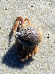 Persephona aquilonaris