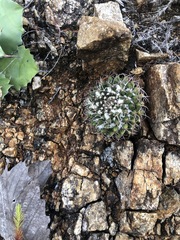 Mammillaria karwinskiana