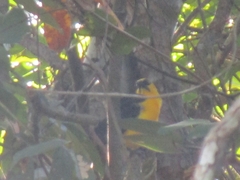 Gymnomystax mexicanus
