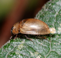Enochrus