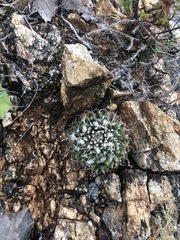 Mammillaria karwinskiana