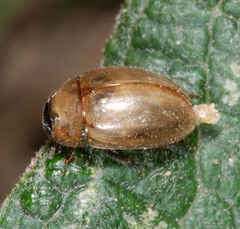 Enochrus