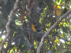 Gymnomystax mexicanus