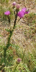Carduus acanthoides