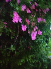 Bougainvillea spectabilis