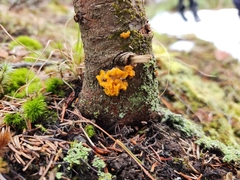 Agaricomycotina