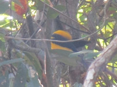 Gymnomystax mexicanus