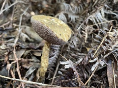 Austroboletus subvirens