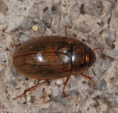 Enochrus