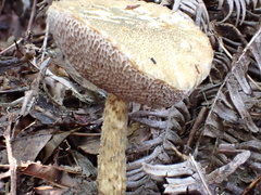 Austroboletus subvirens