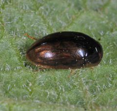 Enochrus