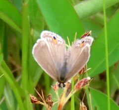Euchrysops malathana