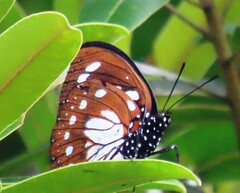 Charaxes wakefieldi