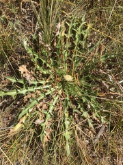 Cirsium scariosum