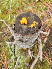 Agaricomycotina