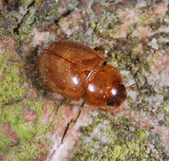 Enochrus