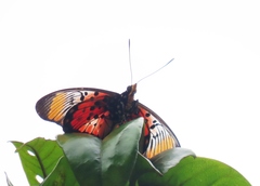 Pseudacraea boisduvalii