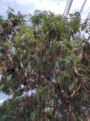 Leucaena leucocephala