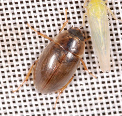 Enochrus quadripunctatus