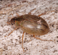 Berosus signaticollis