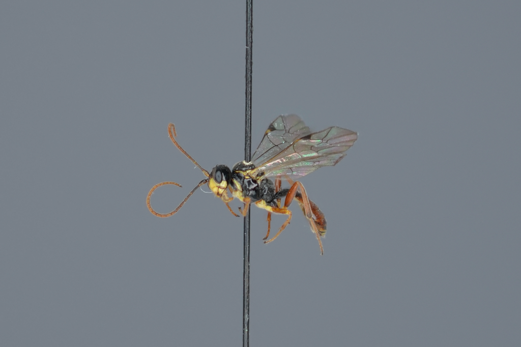 Eridolius dahlbomi