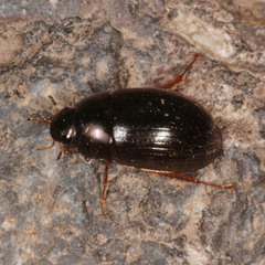 Hydrobius